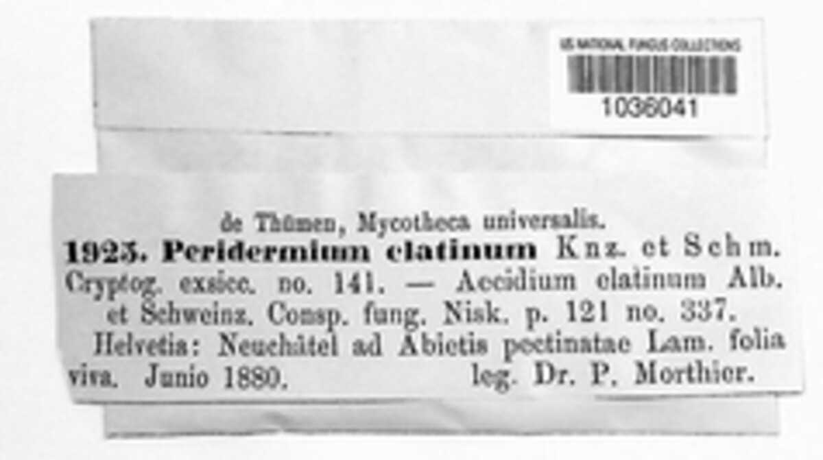 Melampsorella image